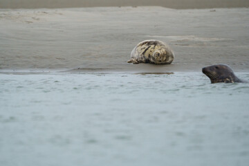 phoque berck plage © francois