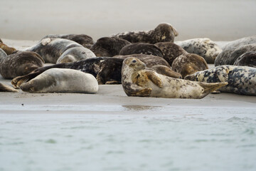 phoque berck plage © francois