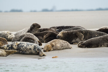 phoque berck plage © francois