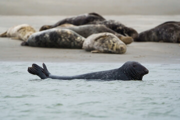 phoque berck plage © francois