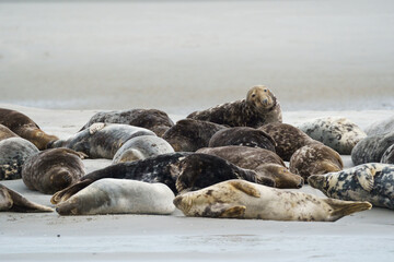 phoque berck plage © francois