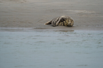 phoque berck plage © francois
