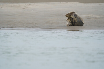 phoque berck plage © francois