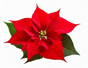 Red Christmas poinsettia flower isolated on white