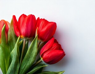 Fototapeta premium red tulips on white background. beautiful spring flower composition. 
