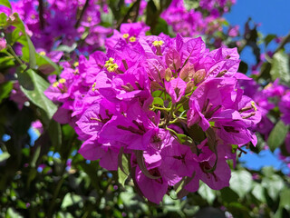 Bougainvillea beautiful pink blossom