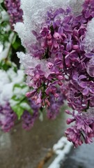 Lilac under the snow