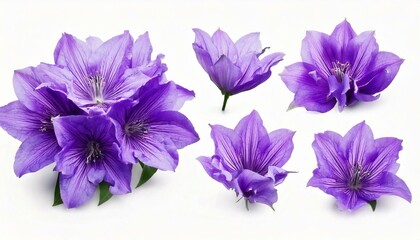 Set of violet flowers isolated on white background. 