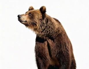 Obraz premium Siberian Brown Bear, 12 years old, standing upright against white