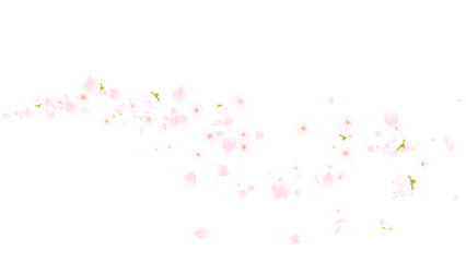 spring time flowers cherry blossoms and petals trail on transparent background, png cosmetics and beauty season sale  design element © Hasti