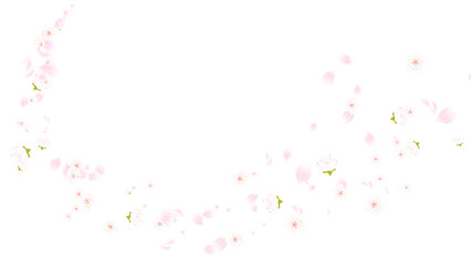 Obraz premium spring time flower cherry blossoms and petals trail on transparent background, png cosmetics and beauty season sale overlay design element