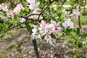 Blooming branch of a apple tree. Flowering apple tree. Soft focus image of blooms tree in spring time
