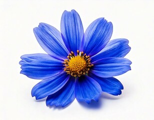  spring blue flower isolated on white background 