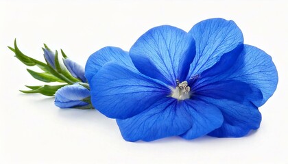  spring blue flower isolated on white background 
