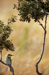 bee eater perched on branch Gruccione, Merops apiaster, Berchidda (Olbia) Sardegna. Italia