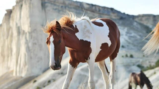 Pinto horse with brown and white patches standing majestically in front of striking white rock formations in a natural landscape