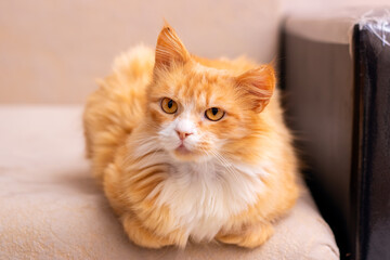 A fluffy orange and white cat is comfortably laying on a couch