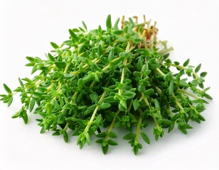  Thyme fresh isolated on white background. Spice closeup