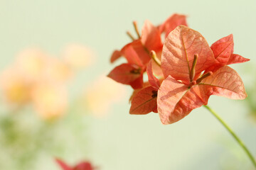 orange flowers on green background
