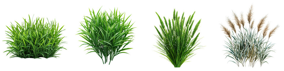 Fototapeta premium Diverse Collection of Flourishing Grass and Foliage Varieties in Natural Outdoor Setting