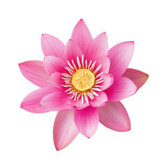 A vibrant pink lotus flower in full bloom, showcasing delicate petals and intricate details, isolated on a transparent background.