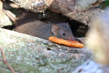 antechinus