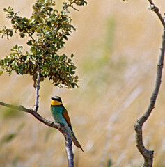 bee eater perched on branch Gruccione, Merops apiaster, Berchidda (Olbia) Sardegna. Italia