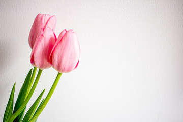 Fototapeta premium Spring flowers, pink tulips in a glass vase