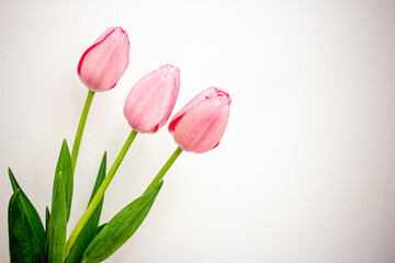 Spring flowers, pink tulips in a glass vase