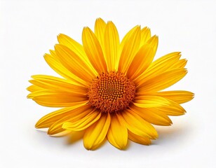 Naklejka premium Yellow rose flower isolated on white