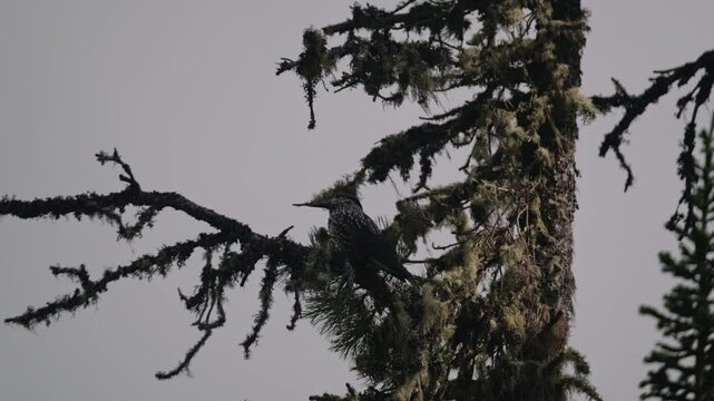 Clark's nutcracker perched on a pine tree branch