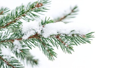 Snow covered pine tree branch. The snow is covering the tree in a way that it looks like it is wearing a white coat