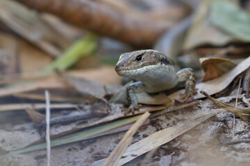 skink