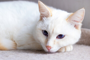 A white cat with blue eyes is comfortably laying down on the floor