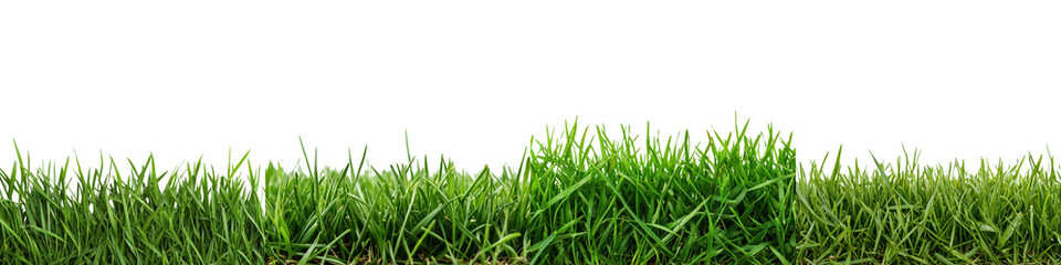 Fototapeta premium Blurred Lush Green Grass Field as Peaceful Natural Landscape Background