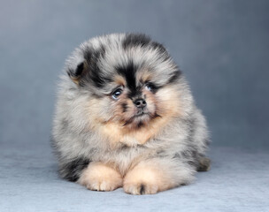 Cute little fluffy puppy. Pomeranian puppy