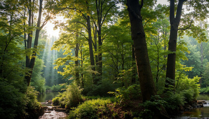 Obraz premium morning in the forest