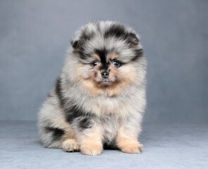 Cute little fluffy puppy. Pomeranian puppy