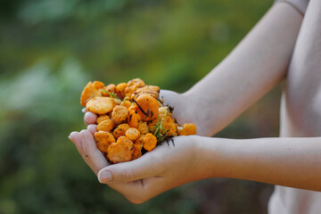 A handful of chanterelle mushrooms in the palm of your hand