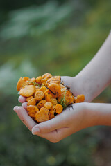 A handful of chanterelle mushrooms in the palm of your hand