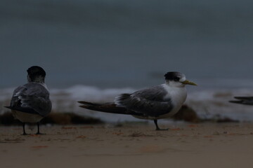 crested tern