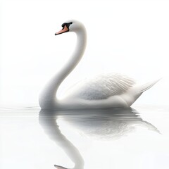 Naklejka premium Graceful swan gliding on a calm lake with its long neck curved, placed on a bright white background