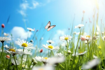 Fototapeta premium Beautiful white butterfly flying over white daisies in a field on a sunny day