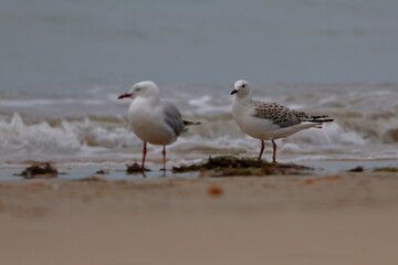 silver gull