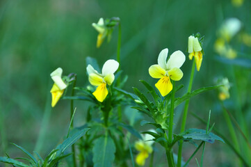 delicate flowers of tricolor violets in the forest on a natural green background.