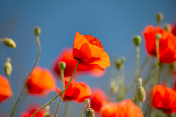 Obraz premium beautiful bright colors red poppies against the blue sky on a sunny day