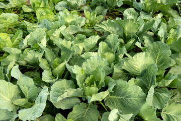 Fototapeta premium beds with cabbage. Growing natural vegetables