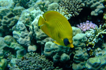 Naklejka na ściany i meble Masked butterflyfish or bluecheek butterflyfish (Chaetodon semilarvatus) undersea, Red Sea, Egypt, Sharm El Sheikh, Montazah Bay