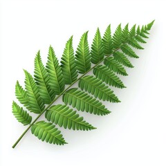 Lush green fern leaf with soft feathery edges, placed on a bright white background