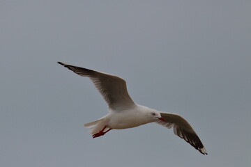 Obraz premium silver gull